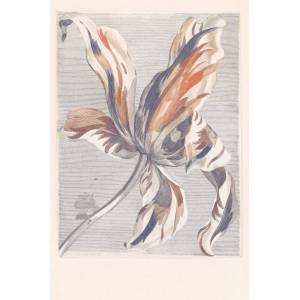 Panoramique Tulip Teyler