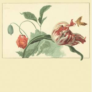 Panoramique Tulip And Poppy