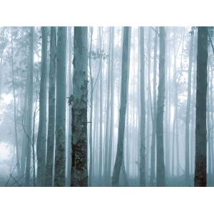 Panoramique Mysterious Forest