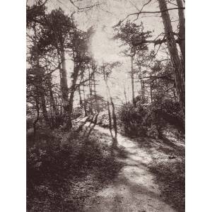 Panoramique Into The Woods