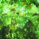 Papier peint Vert de Gris