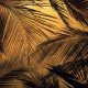 Papier peint Palms