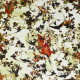 Papier peint Hirondelles